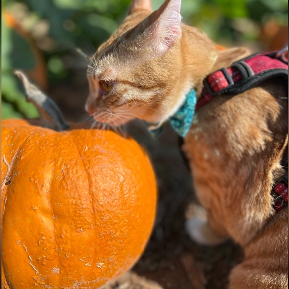 Taco 🧡 - Picture 5 of 7